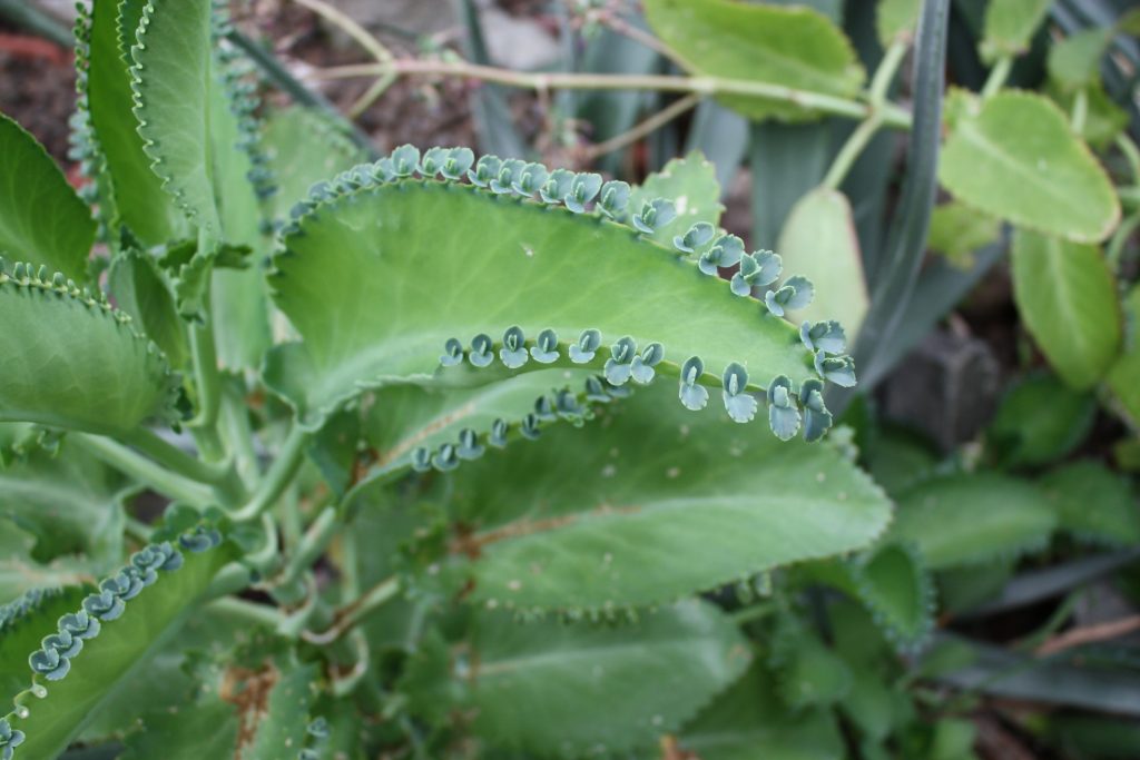 Kalanchoe