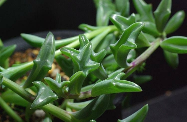 Senecio Peregrinus