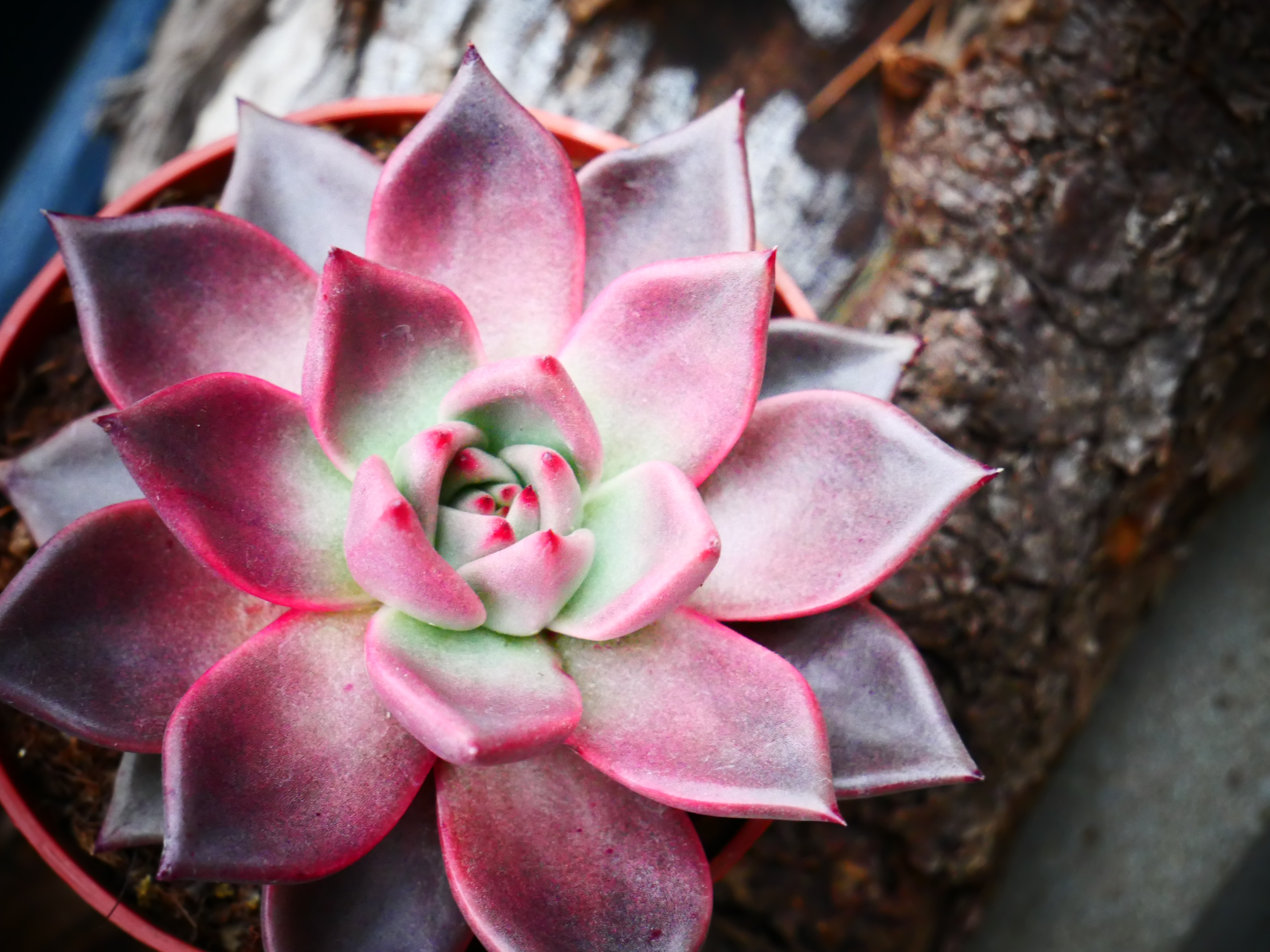 Echeveria Taurus