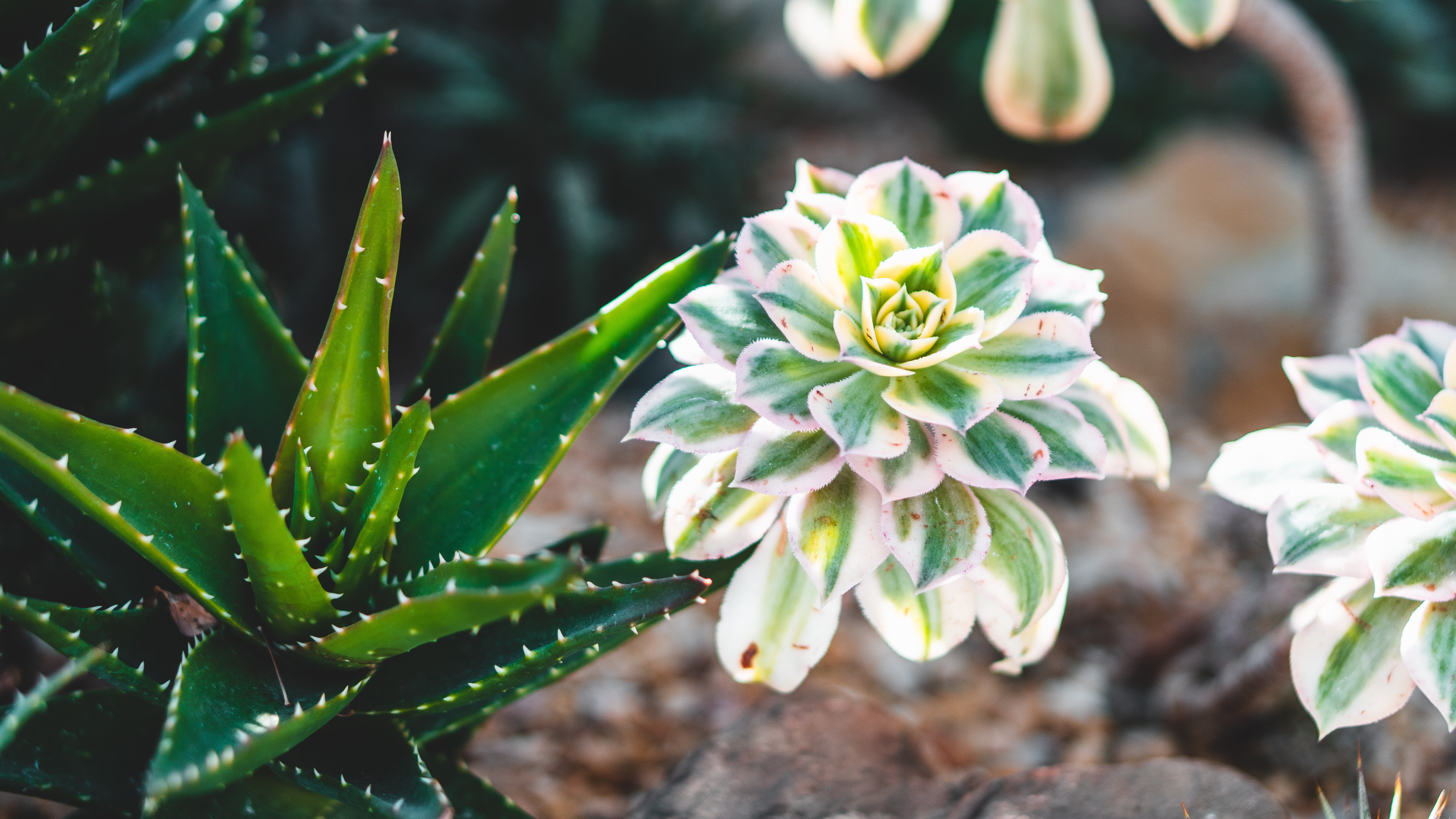 Aloe Brevifolia