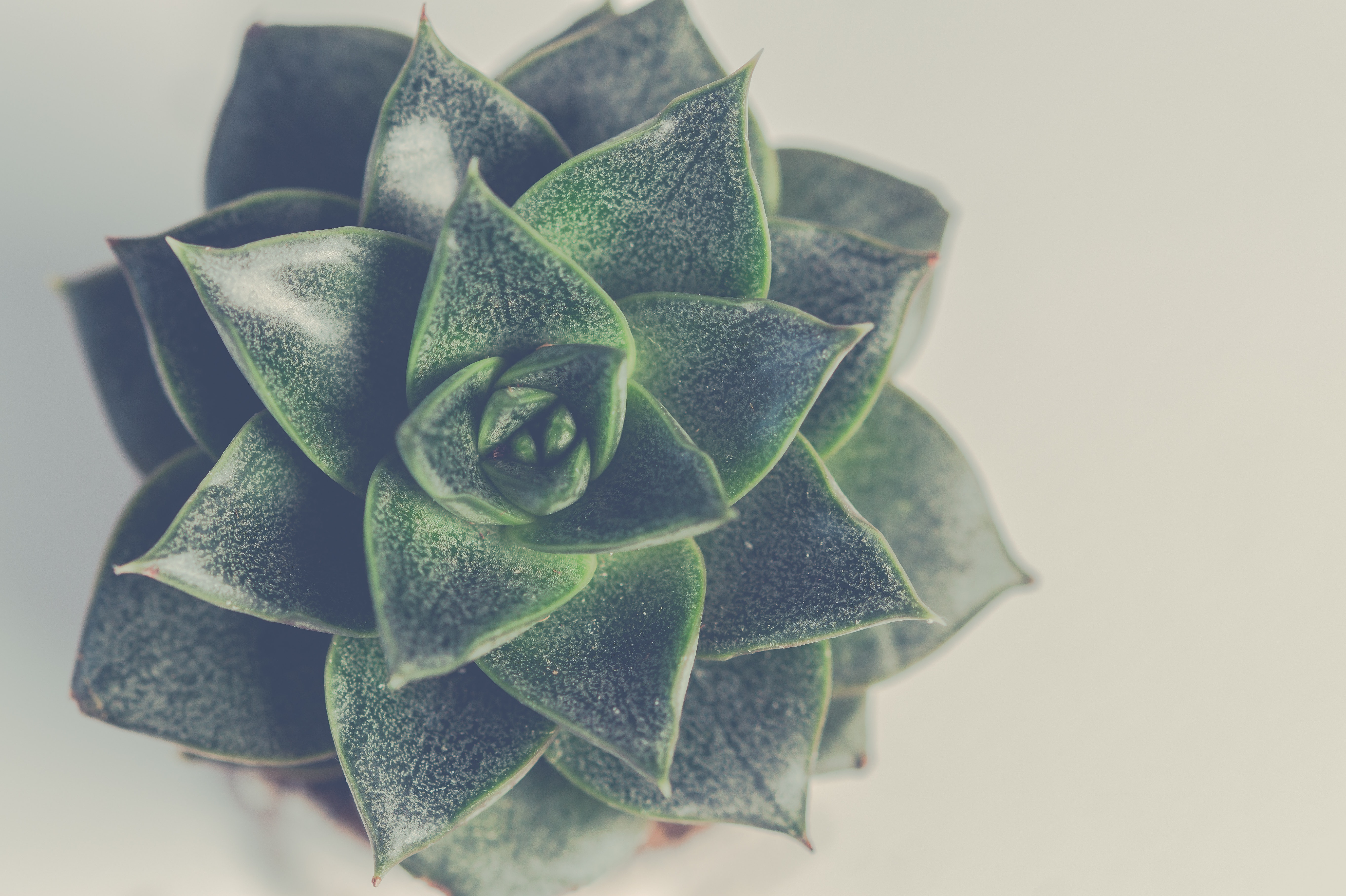 Echeveria Agavoides